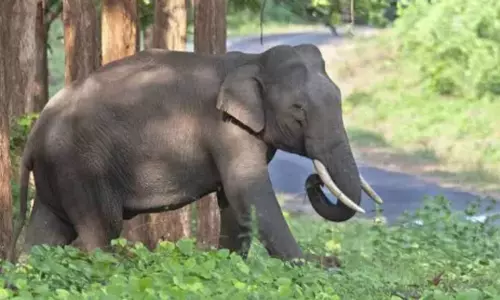 கேரளாவின் நெய்யாறு வனப்பகுதிக்கு செல்லும் அரிசிக்கொம்பன் யானை - கண்காணிப்பு தீவிரம்