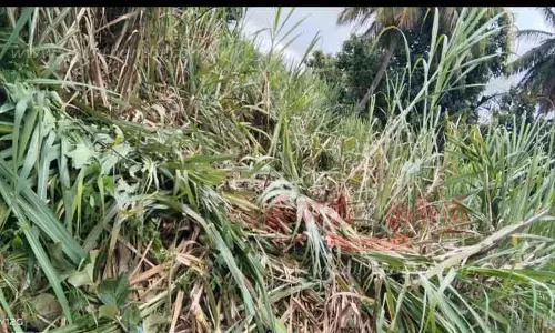 தாளவாடி அருகே கரும்பு தோட்டத்தில் புகுந்து யானைகள் அட்டகாசம் தாளவாடி அருகே கரும்பு தோட்டத்தில் புகுந்து யானைகள் அட்டகாசம்