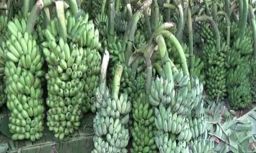 அந்தியூர் கூட்டுறவு சங்கத்தில் ரூ.3¾ லட்சத்துக்கு வாழைத்தார்கள் ஏலம் அந்தியூர் கூட்டுறவு சங்கத்தில் ரூ.3¾ லட்சத்துக்கு வாழைத்தார்கள் ஏலம்