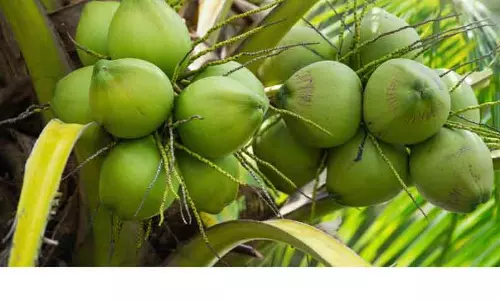 தேங்காய் எண்ணெய் விற்பனை செய்ய வேண்டும்