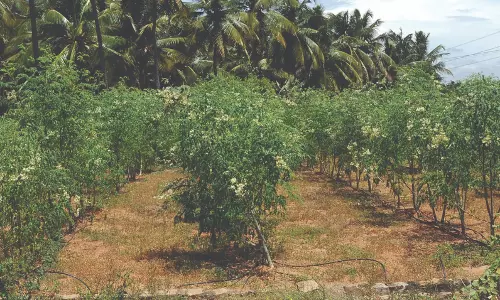 பலத்த காற்றால் பூக்கள் உதிர்வு அதிகரிப்பு