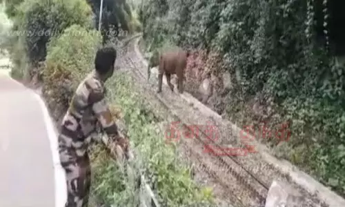 வனத்துறை ஊழியர்களை காட்டு யானை விரட்டியதால் பரபரப்பு வனத்துறை ஊழியர்களை காட்டு யானை விரட்டியதால் பரபரப்பு