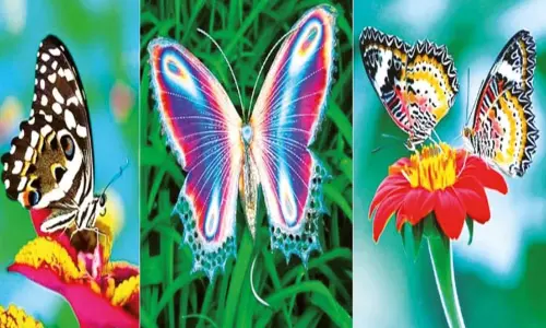 மனதை கவரும் வண்ணத்துப்பூச்சிகள் மனதை கவரும் வண்ணத்துப்பூச்சிகள்