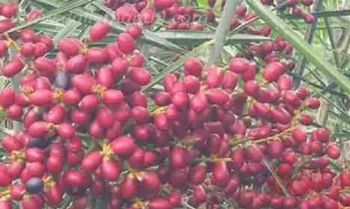 கொத்துக்கொத்தாய் காய்த்து குலுங்கும் ஈச்சம் பழங்கள்