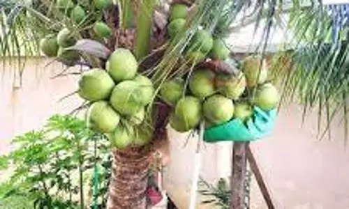 புதிய ரக தென்னங்கன்றுகளை விவசாயிகள் வாங்கி பயன்பெறலாம்