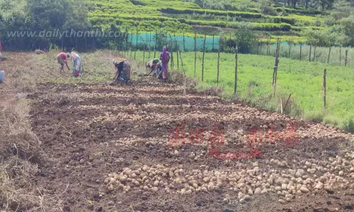 உருளைக்கிழங்கு கொள்முதல் விலை உயர்வு உருளைக்கிழங்கு கொள்முதல் விலை உயர்வு