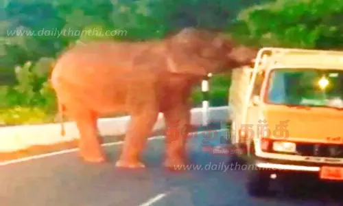 சரக்கு வாகனத்தை வழிமறித்து உணவு தேடிய காட்டு யானை சரக்கு வாகனத்தை வழிமறித்து உணவு தேடிய காட்டு யானை