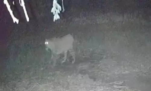 கண்காணிப்பு கேமராவில் பதிவான சிறுத்தையின் உருவம்