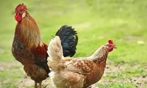 நாட்டுக்கோழி வளர்ப்பு பண்ணை அமைக்க விண்ணப்பிக்கலாம்