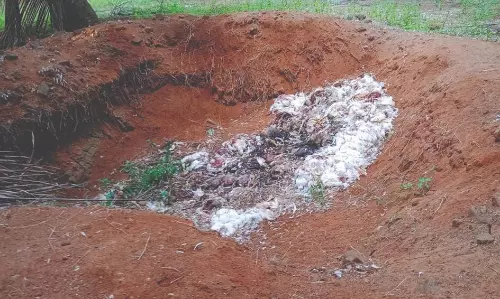 கோழிப்பண்ணையில் செத்த கோழிகளை அப்புறப்படுத்துவதில் அலட்சியம்