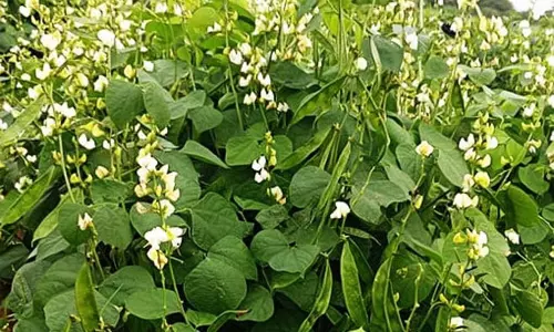 அவரைக்காய், தக்காளி விலை உயர்வு