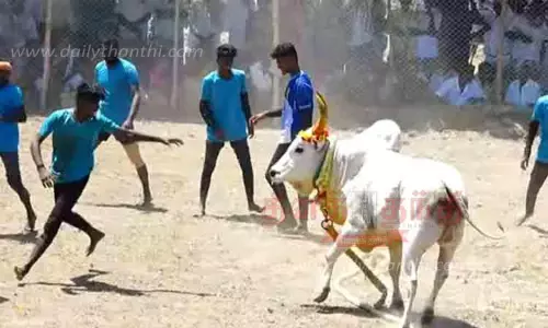 கோவில் திருவிழாவில் வடமாடு மஞ்சுவிரட்டு