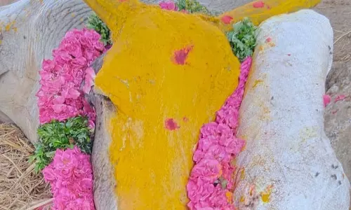 20 ஆண்டுகளாக ஜல்லிக்கட்டில் கலக்கிய காளை உயிரிழப்பு