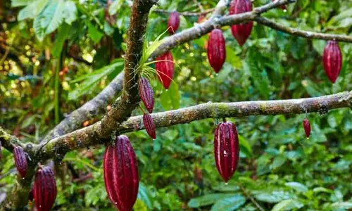 பழச்செடி, மாடித்தோட்ட தொகுப்பு திட்டத்தில் விண்ணப்பிக்க அழைப்பு