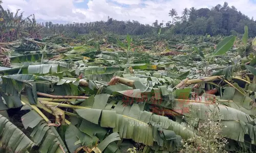சூறாவளி காற்றில் முறிந்த வாழைகள்