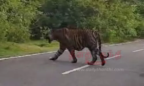 கம்பீரமாக உலா வந்த புலி கம்பீரமாக உலா வந்த புலி