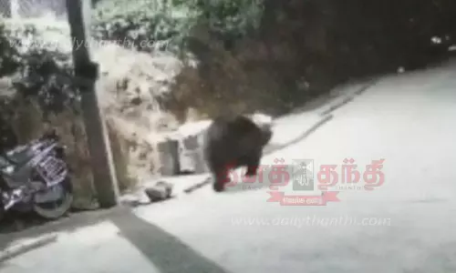 சாலையில் உலா வந்த கரடியால் பீதி சாலையில் உலா வந்த கரடியால் பீதி