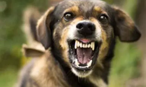 வெறிநாய்கள் கடித்து 20 ஆடுகள் செத்தன