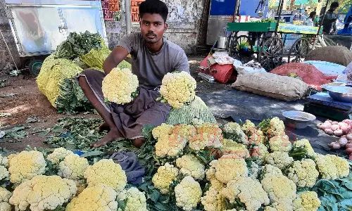 ஓசூர் காலிபிளவர் விலை கடும் உயர்வு