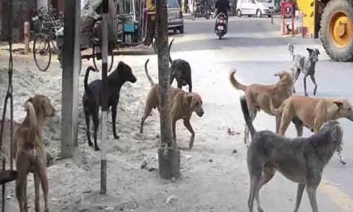 தெரு நாய்களின் எண்ணிக்கை அதிகரிப்பு