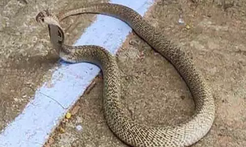 கடித்த பாம்புடன் சிகிச்சைக்கு வந்த மூதாட்டி