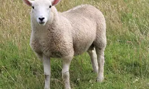 கன்னிவாடி ஆட்டுச் சந்தையில் ஆடுகள் விற்பனை மந்தம் அடைந்துள்ளது.