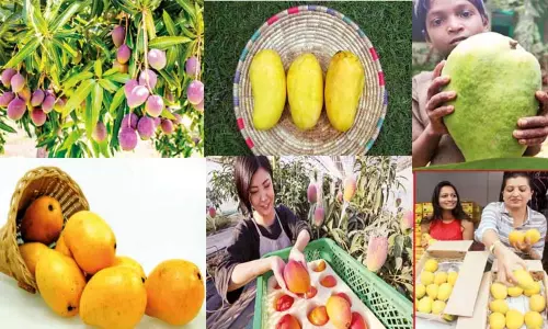 விலை உயர்ந்த 7 மாம்பழங்கள்