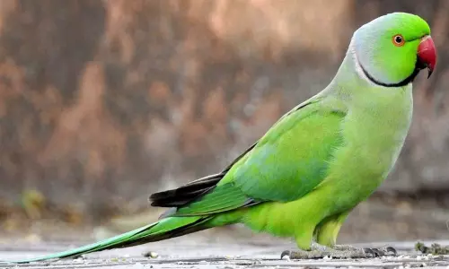 கிளிகள் பற்றிய தகவல்கள்