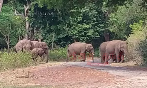 நவமலையில் முகாமிட்டுள்ள காட்டுயானைகள்