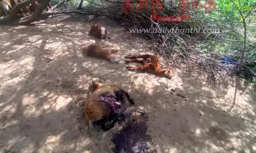 வெறி நாய் கடித்து 13 ஆடுகள் சாவு
