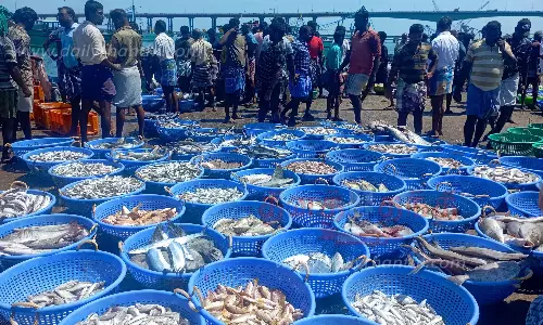 போட்டிப்போட்டு பாம்பனில் மீன்களை வாங்கிய வியாபாரிகள்