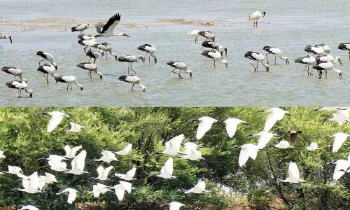 திருச்சி திருவெறும்பூர் கூத்தைப்பார் பெரியகுளத்தை பறவைகள் சரணாலயமாக மாற்ற வேண்டும்