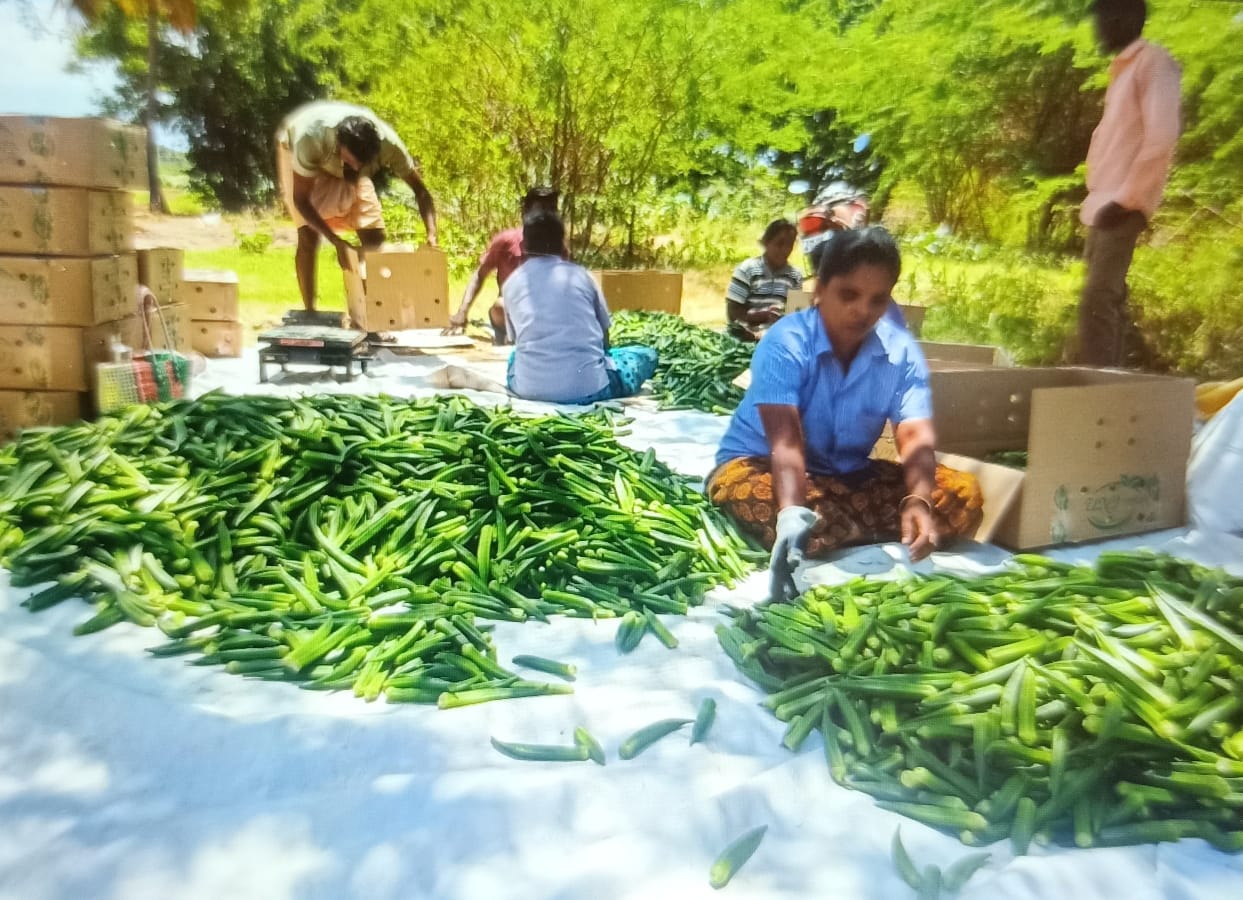 Antipatti ladyfingers flown to Singapore சிங்கப்பூருக்கு விமானத்தில்
