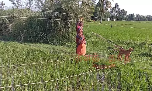 சாய்ந்த மின்கம்பங்களை சரி செய்யாததால் மின்வினியோகம் பாதிப்பு