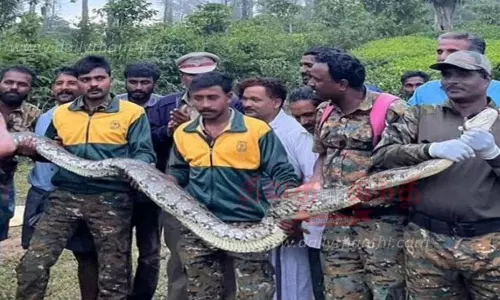 ஊருக்குள் புகுந்த மலைப்பாம்பு ஊருக்குள் புகுந்த மலைப்பாம்பு