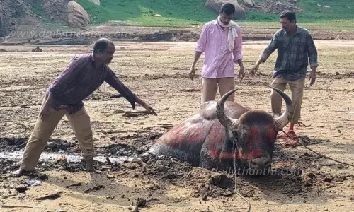 தென்மலை அணையில் சகதியில் சிக்கிய காட்டெருமை மீட்பு