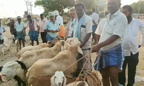 பக்ரித்தை முன்னிட்டு செம்மறி ஆடுகள் வரத்து அதிகரிப்பால் விலை வீழ்ச்சி