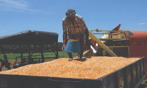 எந்திரங்கள் மூலம் மக்காச்சோள அறுவடை தீவிரம்