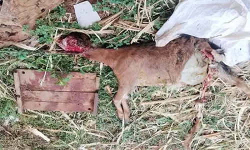 ஆடுகளை வேட்டையாடும் நாய்கள்