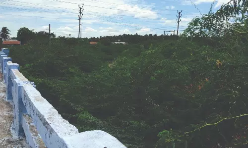 உப்பாறு ஓடையை ஆக்கிரமிக்கும் சீமை கருவேல மரங்கள்