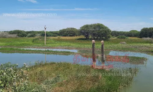 சக்கரக்கோட்டை சரணாலயத்தில் தண்ணீர் குறைந்தது சக்கரக்கோட்டை சரணாலயத்தில் தண்ணீர் குறைந்தது