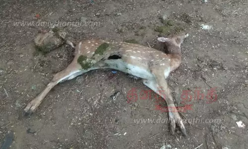 நாய் கடித்ததில் பெண் மான் பலி