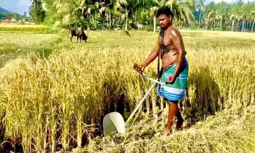 புல் வெட்டும் கருவிகள் பெற விவசாயிகள் விண்ணப்பிக்கலாம்