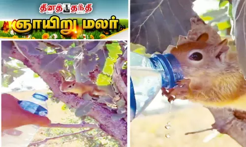 அணிலின் தாகம்