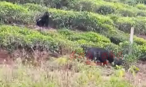 தேயிலை தோட்டத்தில் கரடிகள் நடமாட்டம்