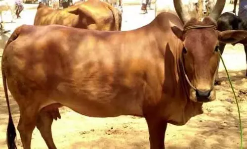 பழையகோட்டை மாட்டுத்தாவணியில் ரூ.75 ஆயிரத்துக்கு காங்கயம் இன செவலை பசுமாடு விற்பனை