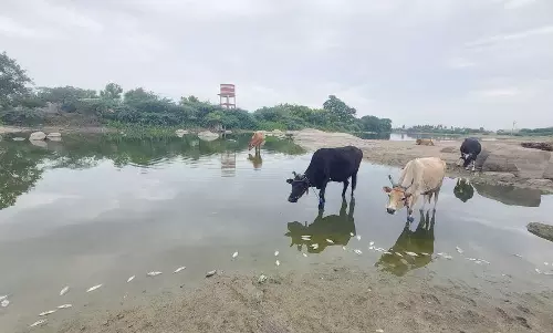 தியாகதுருகம் புக்குளம் ஏரியில் செத்து மிதக்கும் மீன்கள்