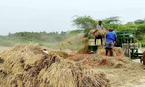 அறுவடை பணிகள் தீவிரம் அறுவடை பணிகள் தீவிரம்
