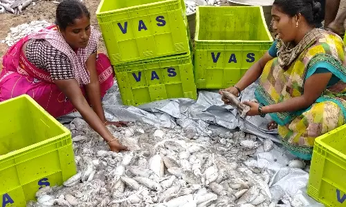 போதிய அளவு மீன்கள் கிடைக்காததால் புதுக்கோட்டை மீனவர்கள் ஏமாற்றம்