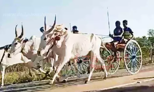 திருச்சுழி அருகே மாட்டுவண்டி பந்தயம் திருச்சுழி அருகே மாட்டுவண்டி பந்தயம்